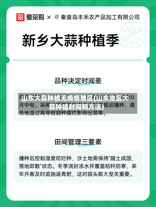 山东大蒜种植无疫情地区(山东地区大蒜种植时间和方法)