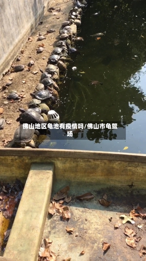 佛山地区龟池有疫情吗/佛山市龟鳖场-第3张图片